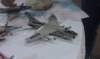 imag0496_small.jpg